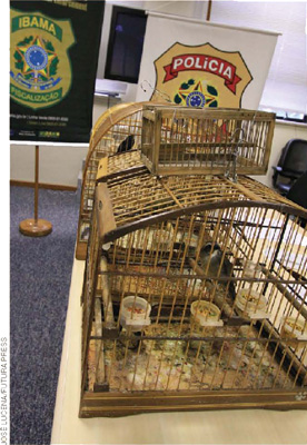 IMAGEM: gaiolas com pequenos pássaros, apreendidas pelo ibama em um escritório da polícia federal. FIM DA IMAGEM.