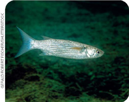 IMAGEM: fotografia de uma tainha nadando na água. ela é comprida e fina. FIM DA IMAGEM.