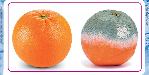 IMAGEM: duas laranjas uma ao lado da outra. uma delas está com bolor na casca. FIM DA IMAGEM.