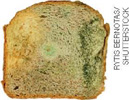 IMAGEM: fatia de pão fresco com bolor, sua superfície está esverdeada. FIM DA IMAGEM.