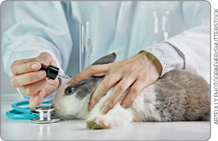 IMAGEM: uma pessoa aplica um líquido, com o auxílio de um conta gotas, nos olhos de um coelho. FIM DA IMAGEM.