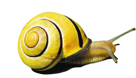 Imagem: Fotografia. Um caracol amarelo com casco amarelo-escuro. Fim da imagem.