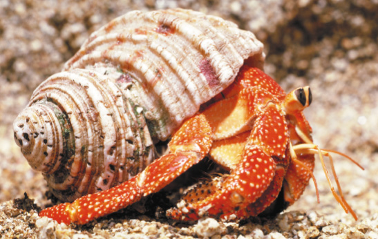 Imagem: Fotografia. Um caranguejo laranja com casco bege.  Fim da imagem.