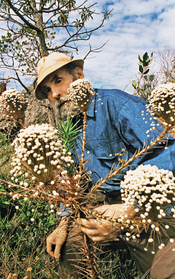 Imagem: Fotografia. Um senhor com chapéu bege, barba e bigode grisalhos e camisa azul está atrás de flores pequenas, circulares e brancas em galhos compridos.   Fim da imagem.