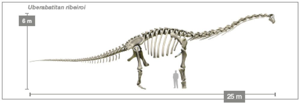 Imagem: Ilustração. Esqueleto de um dinossauro com pescoço e rabo compridos. Ao lado, as informações: 6 m de altura e 25 m de comprimento. Na parte superior, o nome: Uberabatitan ribeiroi.  Fim da imagem.