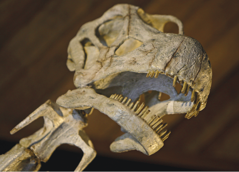 Imagem: Fotografia. Crânio de um dinossauro com dentes pequenos e afiados.    Fim da imagem.