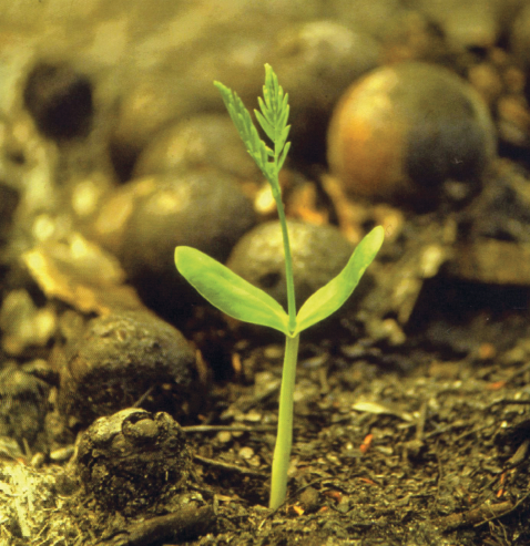 Imagem: Fotografia. Uma plantinha verde em terreno escuro.  Fim da imagem.