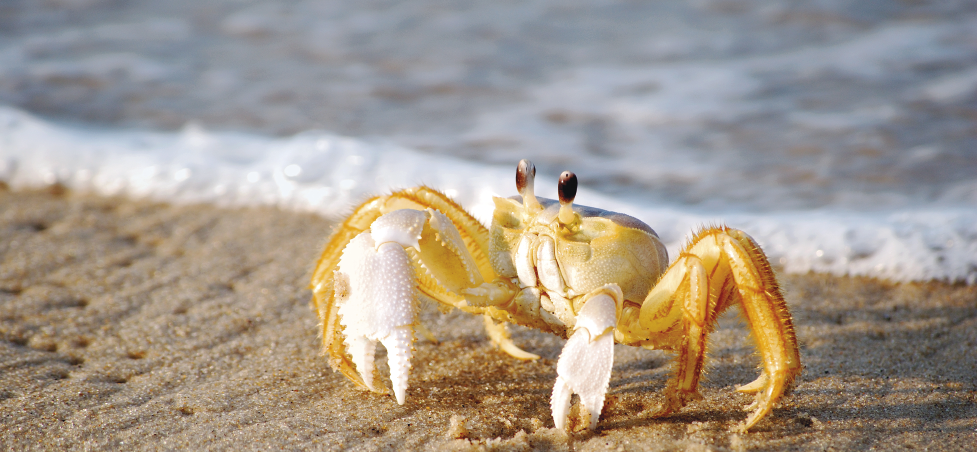 Imagem: Fotografia. Um caranguejo amarelo está na areia da praia. Ao fundo, o mar.  Fim da imagem.