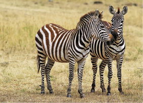 Imagem: Fotografia. Um par de zebras. Fim da imagem.