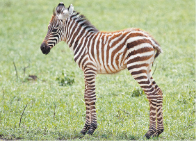 Imagem: Fotografia. Zebra filhote. Fim da imagem.