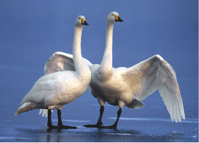 Imagem: Fotografia. Dois cisnes sobre a beira de um rio. Fim da imagem.