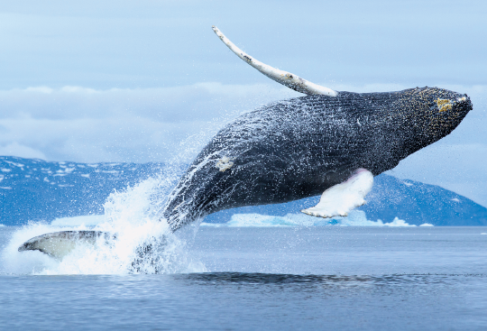 Imagem: Fotografia. Baleia gigante pulando para fora do mar. Fim da imagem.