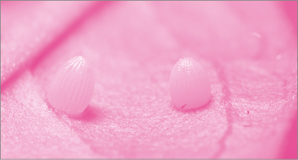 Imagem: Fotografia em tons de rosa. Ovos sobre uma folha. Fim da imagem.