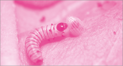 Imagem: Fotografia em tons de rosa. Lagarta pequena saindo de um ovo. Fim da imagem.