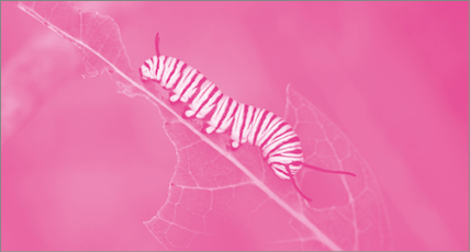 Imagem: Fotografia em tons de rosa. Lagarta andando sobre uma folha. Fim da imagem.
