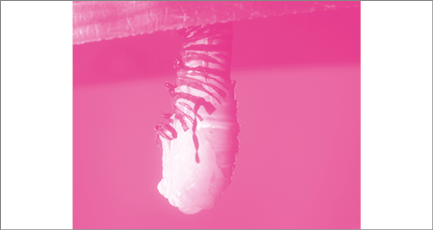 Imagem: Fotografia em tons de rosa. Lagarta formando um casulo ao seu redor. Fim da imagem.