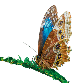 Imagem: Fotografia. Borboleta sobre um galho. Ela possui asas com o exterior marrom e o interior azul.  Fim da imagem.