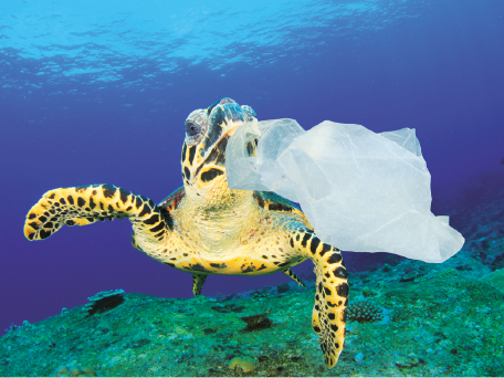 Imagem: Fotografia. Tartaruga marinha no fundo do mar com uma sacola plástica à frente. Fim da imagem.