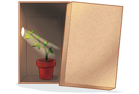 Imagem: Ilustração. Caixa de sapato com um buraco lateral. No interior uma planta em vaso com os galhos e folhas viradas para o buraco com entrada de luz. Fim da imagem.