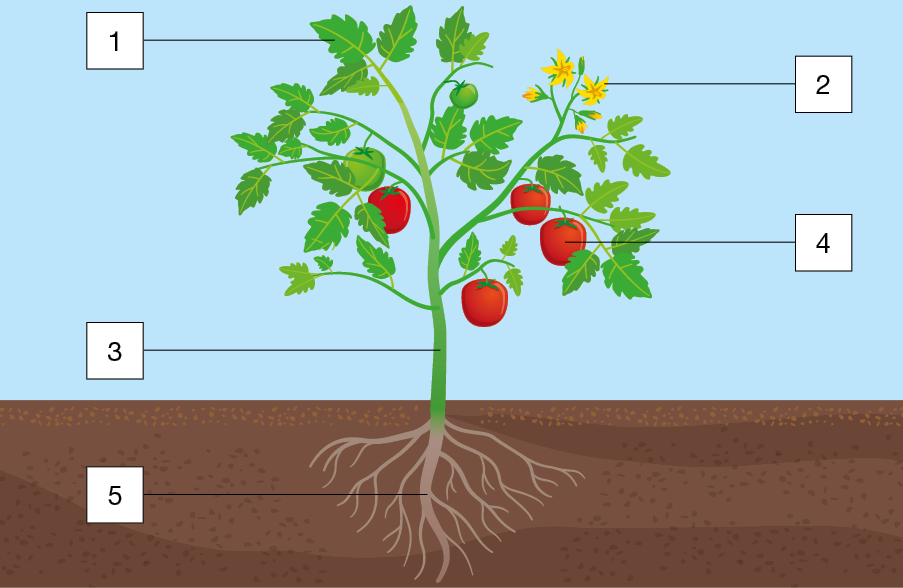 Imagem: Ilustração. Planta vista de frente com as raízes na terra à mostra. Acima, galhos com folhas, flores e tomates pendurados nos galhos. Folhas indicam 1. Flores indicam 2. Caule indica 3. Tomates indicam 4. Raízes indicam 5. Fim da imagem.