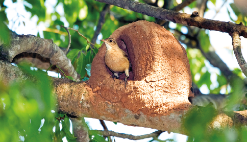 Imagem: Fotografia. Ninho feito de barro com um pássaro laranja no interior. Fim da imagem.