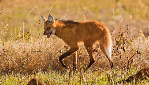 Imagem: Fotografia. Lobo-guará laranja com patas pretas em campo seco. Fim da imagem.