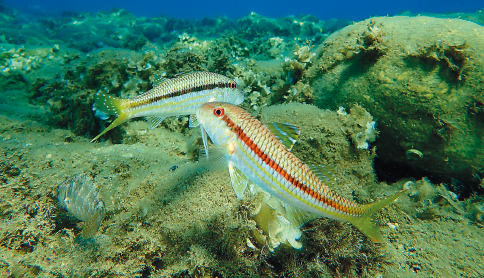 Imagem: Fotografia. Dois peixes azuis com faixa laranja no interior do mar. Fim da imagem.