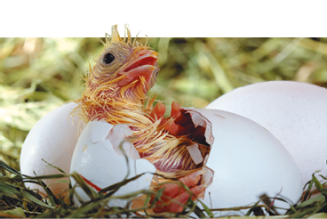 Imagem: Fotografia. Pintinho saindo de um ovo quebrado em um ninho. Ao lado há mais ovos. Fim da imagem.