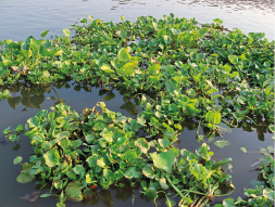 Imagem: Fotografia de um rio com plantas de flores verdes pequenas flutuando sobre o rio. Fim da imagem.