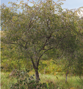 Imagem: Fotografia. Destaque de árvore fina alta com muitos galhos e folhas pequenas, sobre um campo com vegetação densa.  Fim da imagem.