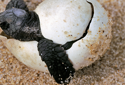 Imagem: Fotografia. Tartaruga saindo de um ovo sobre a areia.  Fim da imagem.