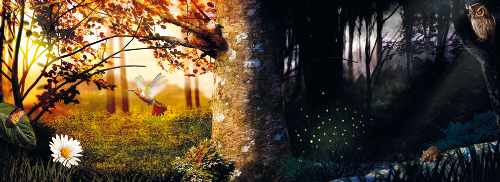 Imagem: Ilustração. Vista de uma floresta com transição do dia para a noite. À esquerda, luz indicando dia com um beija-flor entre árvores e flores. À direita, vaga-lumes, coruja e rato sobre a noite da floresta. Fim da imagem.