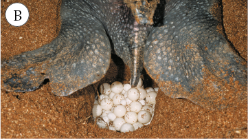 Imagem: Fotografia. B: Tartaruga marinha botando ovos sobre um buraco na areia.  Fim da imagem.