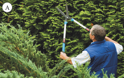 Imagem: Fotografia. A. Homem de cabelo curto grisalho, vestindo camiseta branca e colete azul. Está cortando galhos sobressalentes de uma planta. Fim da imagem.