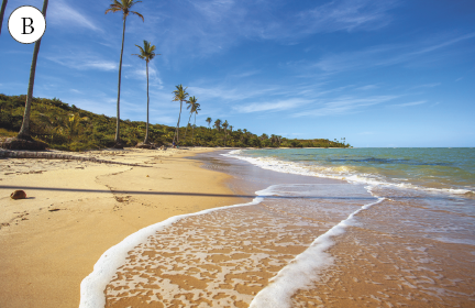 Imagem: Fotografia. B: Praia com areia limpa, vegetação baixa e alguns coqueiros. A água forma ondas com água cristalina. Fim da imagem.