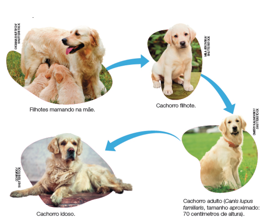 Imagem: Esquema. Sequência de fotos ligadas por seta. 1 - Cachorra caramelo com três filhotes mamando sobre seu peito. Abaixo, indica “filhotes mamando na mãe”. 2 - Seta indica um filhote crescido, sentado. Abaixo indica “cachorro filhote”. 3 - Seta indica um cachorro adulto com coleira laranja, sentado sobre um gramado. Abaixo indica “cachorro adulto (canis lupus familiaris, tamanho aproximado: 70 centímetros de altura)”. 4 - Seta indica um cachorro grande idoso deitado sobre uma placa de madeira. Abaixo indica “cachorro idoso”. Fim da imagem.