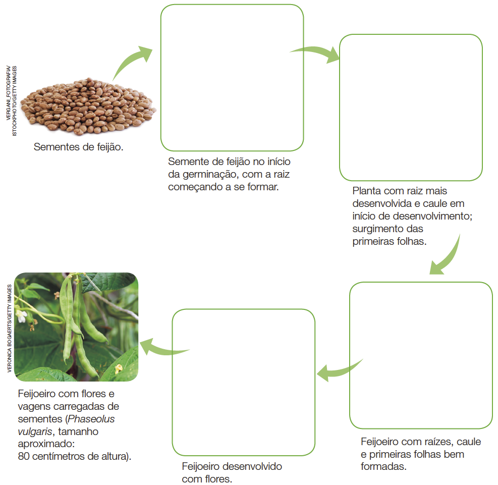 Imagem: Fotografia. Esquema. 1 - Sementes de feijão: Sementes de feijão amontoado. 2 - Seta indica: Semente de feijão no início da germinação, com a raiz começando a se formar. 3 - Seta indica: Planta com raiz mais desenvolvida e caule em início de desenvolvimento; surgimento das primeiras folhas. 4 - Seta indica: Feijoeiro com raízes, caule e primeiras folhas bem formadas. 5 - Seta indica: Feijoeiro desenvolvido com flores. 6 - Seta indica: Feijoeiro com flores e vagens carregadas de sementes (Phaseolus vulgaris, tamanho aproximado: 80 centímetros de altura). Cápsulas com sementes penduradas em galhos. Fim da imagem.