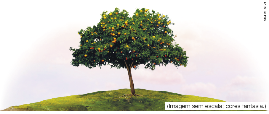 Imagem: Ilustração. Árvore laranjeira sobre um campo aberto com muitos frutos. Fim da imagem.