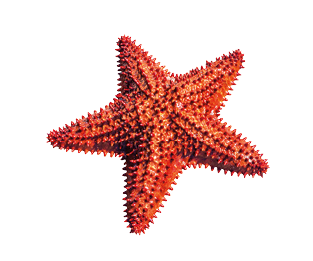 Imagem: Ilustração. Estrela do mar laranja. Fim da imagem.