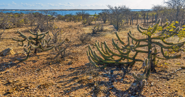 Imagem: Fotografia. Campo seco pedregoso com cactos e árvores secas. Em segundo plano há um rio largo. Fim da imagem.