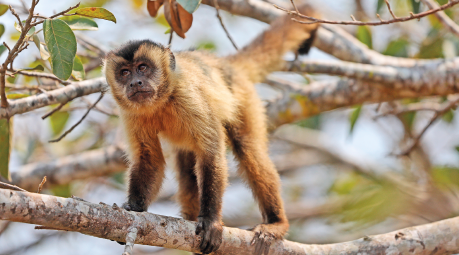 Imagem: Fotografia. Macaco com pelugem laranja e marrom sobre galhos de uma árvore. Fim da imagem.
