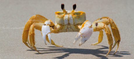 Imagem: Fotografia. Caranguejo amarelo e branco sobre a areia.  Fim da imagem.
