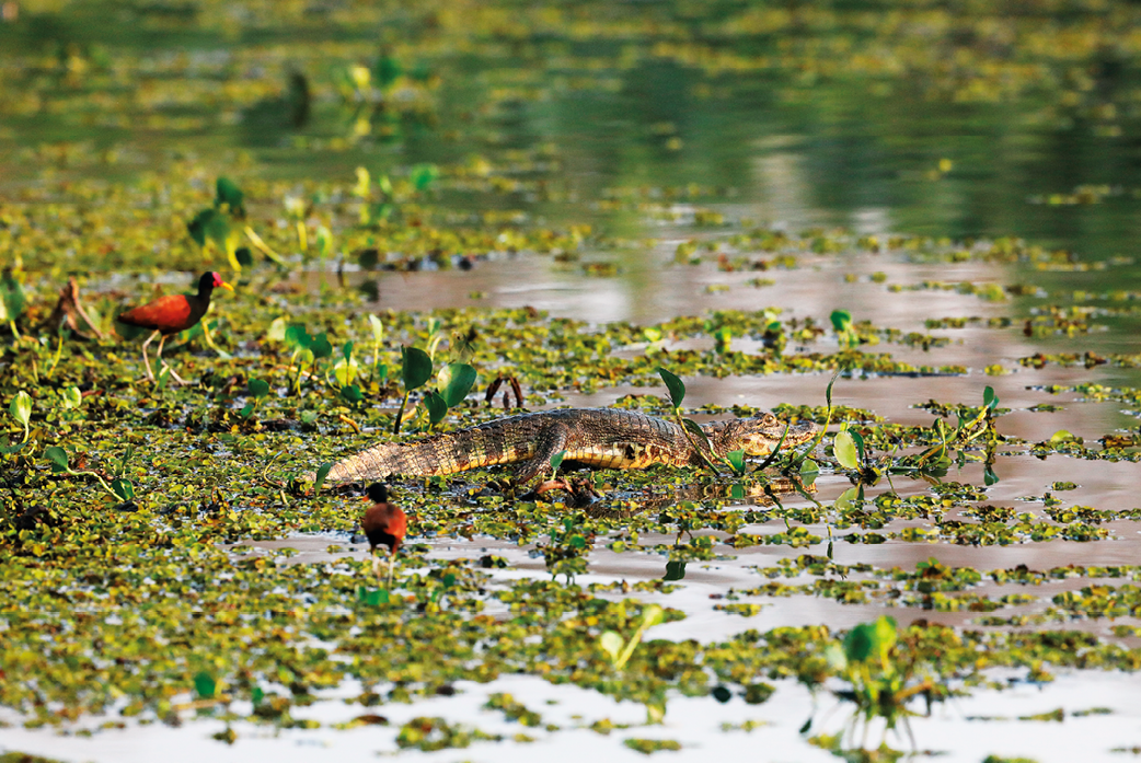 Imagem: Fotografia complementar 12 e 13. Pantanal com água rasa e vegetação baixa por toda a imagem com pássaros vermelhos e um jacaré. Fim da imagem.