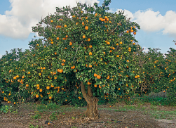 Imagem: Fotografia. Uma laranjeira com frutos em um campo com mais laranjeiras ao redor. Fim da imagem.