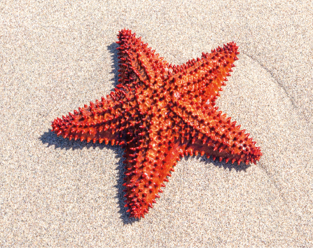 Imagem: Fotografia. Estrela-do-mar laranja sobre a areia. Fim da imagem.