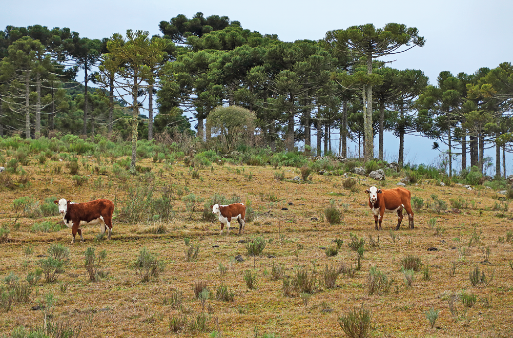 Imagem: Fotografia complementar das páginas 40 e 41. Campo de grama com pequenos arbustos e árvores altas. Sobre o campo há vacas marrons com manchas brancas. Fim da imagem.