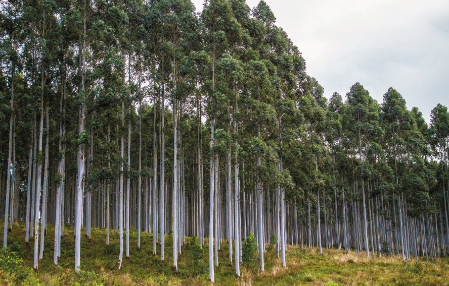 Imagem: Fotografia. Vista de eucaliptos altos em uma plantação extensa. Fim da imagem.