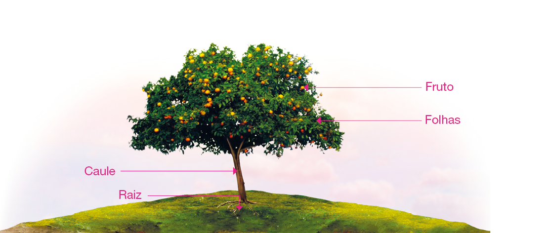 Imagem: Ilustração. Árvore laranjeira sobre um campo aberto com muitos frutos. Setas indicam raiz exposta, caule, fruto e folhas pequenas. Fim da imagem.