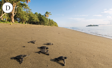 Imagem: Fotografia. D: tartarugas filhotes saem da areia em direção ao mar. Fim da imagem.