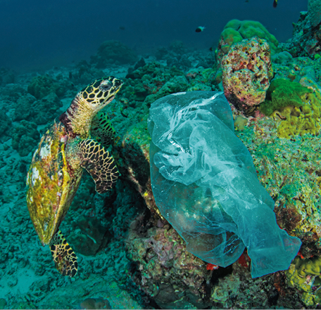 Imagem: Fotografia. Interior do oceano com tartaruga verde ao lado de corais e um plástico flutuando. Fim da imagem.